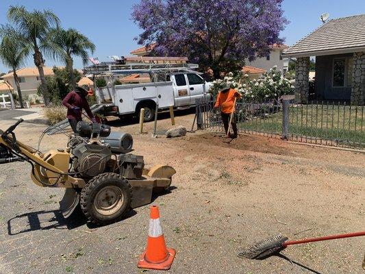 Cut down, hauled away and ground down the stump of a Pepper tree