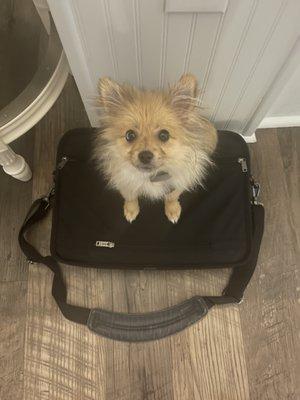 Cannoli sitting on my work bag