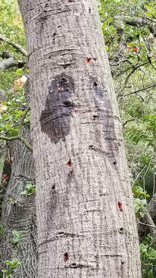 Our oak tree is crying from the damage caused by the spikes used by PG&E tree trimmers.  This should be illegal.