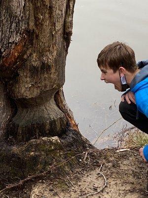 Beavers!