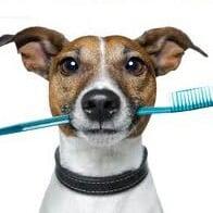 February is National Pet Dental Month. Take advantage of our Special Pricing! Call to set up an appointment to get your pet's...