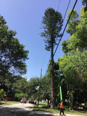 Urgent Tree Service