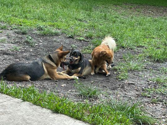 Doggie friends playing