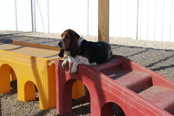 Takin' it easy at Doggy Playcare