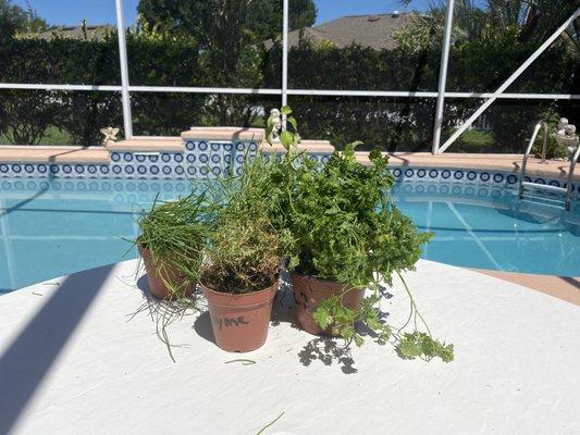 Herb plants after they were unpacked.