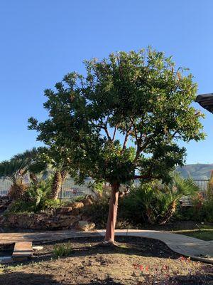 Strawberry Tree in rear yard