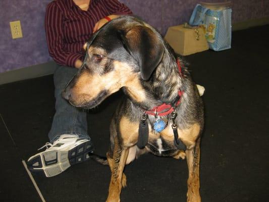 Saddie learning Sit in Basic Manners class