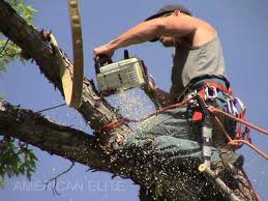 Call for tree trimming and tree removal!