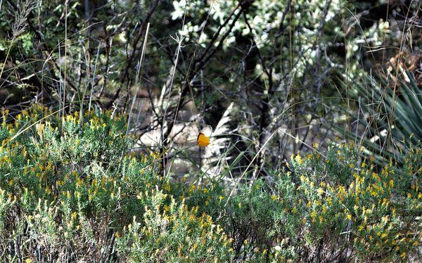 Sleepy orange sulphur butterfly