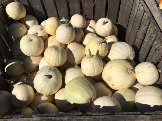 All kinds of pumpkins you can purchase.