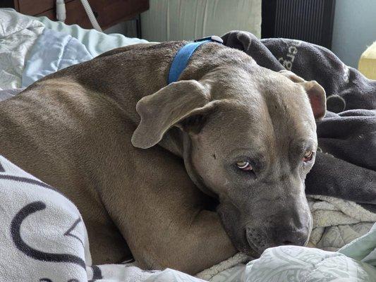 George - the sweet boy who can't be bothered to catch gophers.