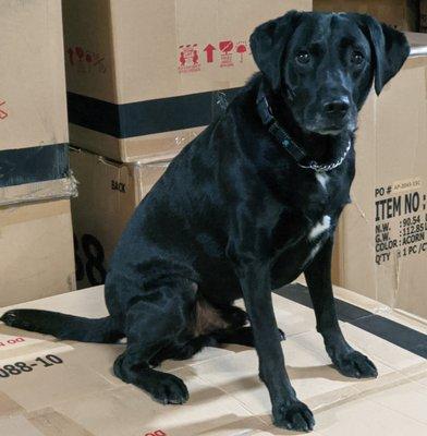 Flash inspecting boxes for Bed Bugs