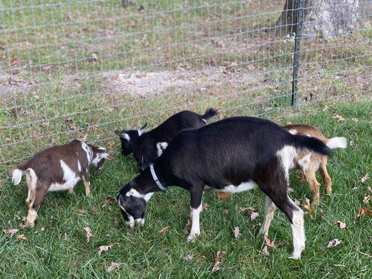 Baby goats