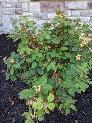 Rose bush was pretty much DOA. We've been trying to nurse it back to life, but I don't have high hopes.