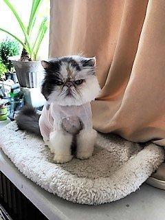 Machu. Persian cat with lioncut