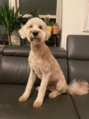 Our groomed, happy baby!