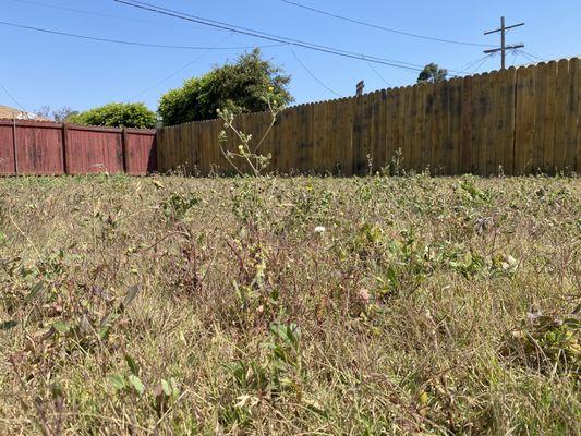 Overgrown weeds