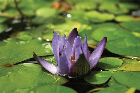 "No Mud, No Lotus" one of my favorite books by Thich Nhat Hahn, reminds us to be grateful for and learn from our challenges.