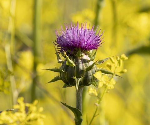 Milk Thistle - Chino Hills State Park