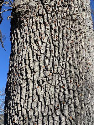 Ahwahnee Hills Regional Park