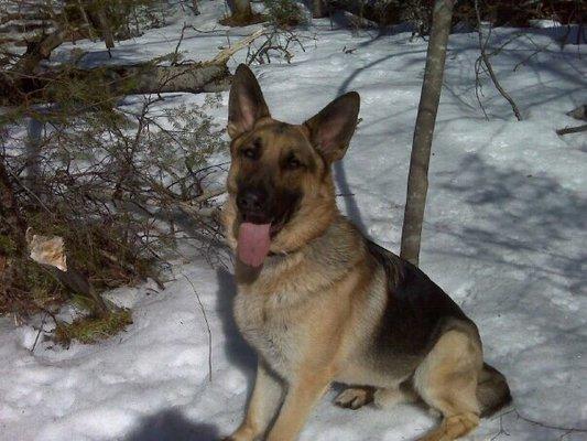 The Northern New Jersey German Shepherd Dog Club