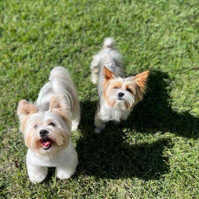 Two terriers after a great grooming session with Kumar.