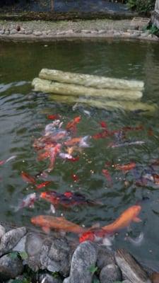 Feeding the Koi Fish out in front of the office.