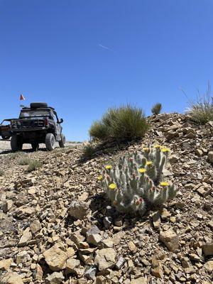 UTV Tour Stop for a scenic view with prickly pear blossoms