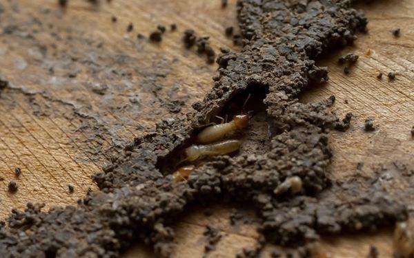 It's subterranean termite season!