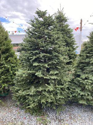 Bob's Christmas Trees