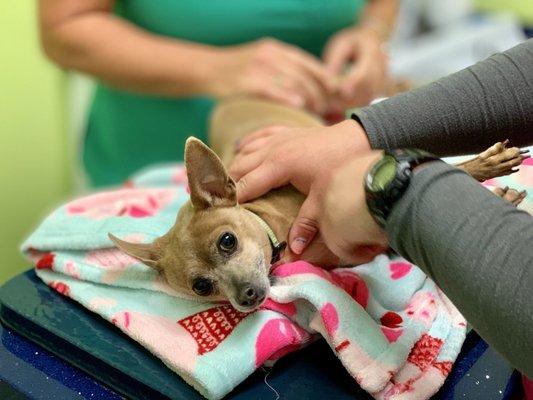 Dr McLure and her staff making my pet feel safe and comfortable while being examined.