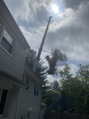 With the crane They removed 6 very large trees near house