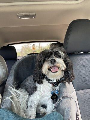 Happy Oreo after a day at Two Paws  Up! Thank you Jenni