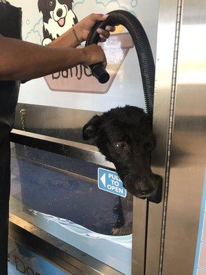 Maddie looking at the Vending machine knowing she's is getting some Treats for good behavior