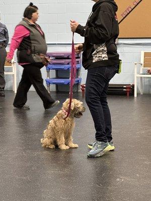 Dovie, Trainer Tracy, and Natalie in the background.