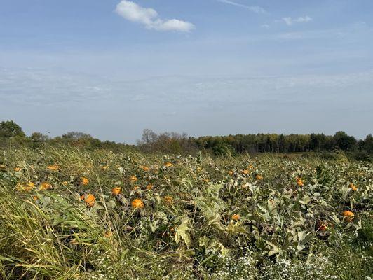 Pumpkin patch