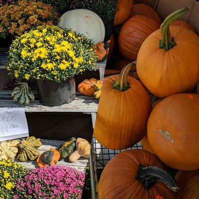 Pumpkins and mums