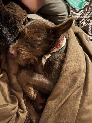 Coco napping as she does most of the day. The most calm and relaxed dog I've ever encountered.