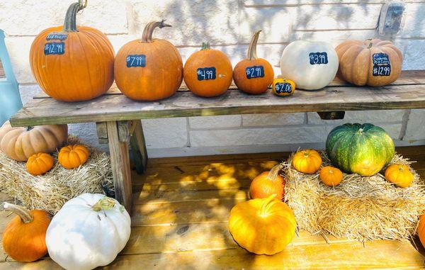 Pumpkins For Sale