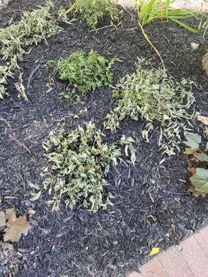 Completely dried 8 shrubs. Landscaper stated not enough water. Landscaper who cannot set irrigation system for plants to get nof water....