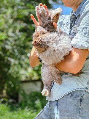 Angora rabbit