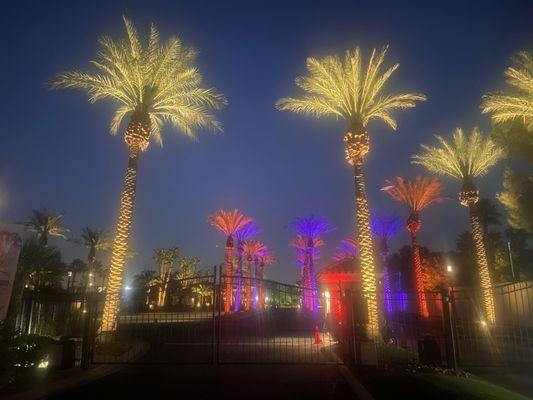 The palm trees at the entrance with festive lighting.