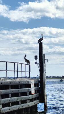 Pelicans