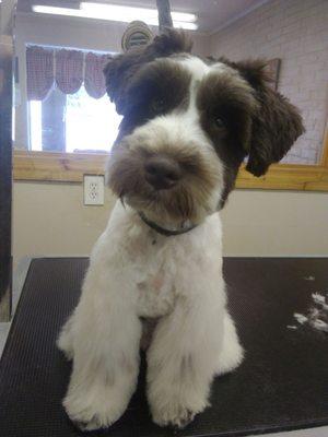 Pups second grooming 3