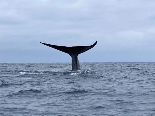 Blue whale fluke