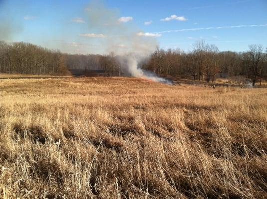 Vegetation before burn