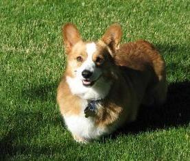 Playing in the yard