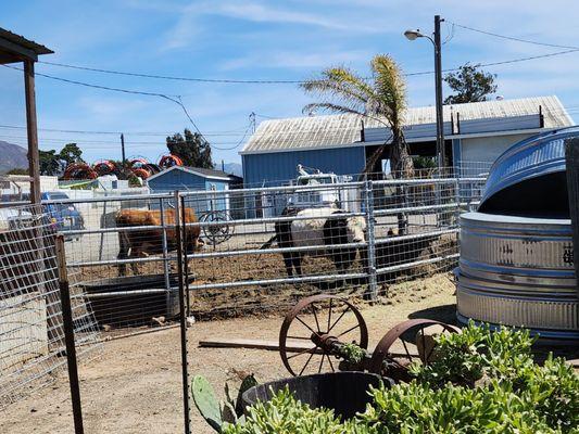 Golden State Hay