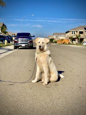 Before Grooming