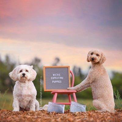 Dog, maternity, pregnancy, photo shoot in San Diego California